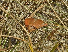 Argyrostrotis