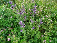 Nepeta grandiflora