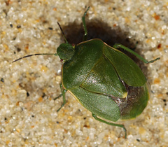 Chlorochroa persimilis
