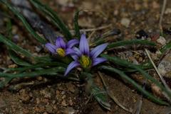 Romulea fischeri image