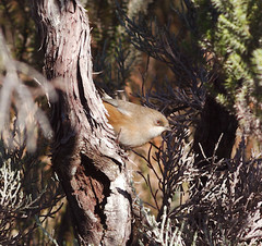 Zosterops borbonicus