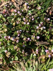 Cochlearia danica