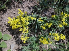 Odontarrhena muralis