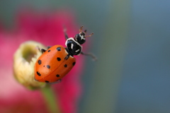 Hippodamia convergens