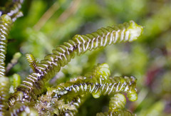 Lepidoziaceae