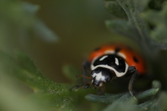 Hippodamia convergens