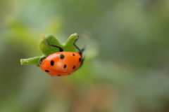 Hippodamia convergens