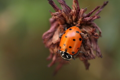 Hippodamia convergens