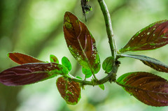 Columnea spathulata