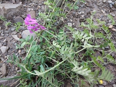 Vicia alpestris