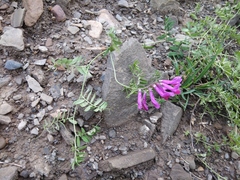Vicia alpestris