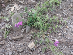 Vicia alpestris