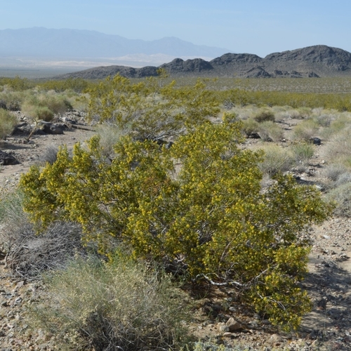 Larrea tridentata