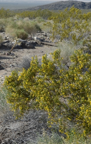 Larrea tridentata