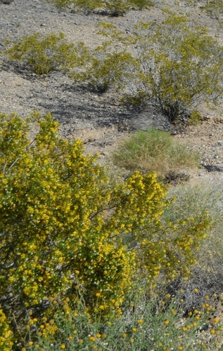 Larrea tridentata