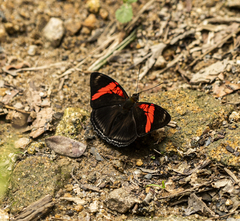 Adelpha lycorias
