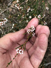 Baeckea brevifolia