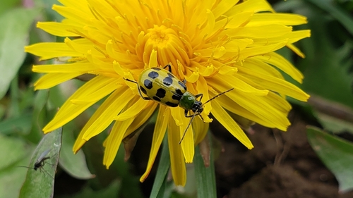 Spotted cucumber beetle