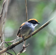 Conopophaga melanops