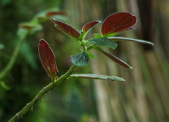 Columnea spathulata