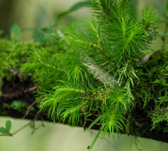 Phlegmariurus wilsonii