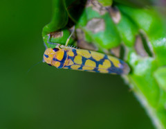 Pawiloma multilunatula