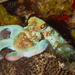 加勒比珊瑚礁章魚 - Photo 由 Jean-Paul Cassez 所上傳的 (c) Jean-Paul Cassez，保留部份權利CC BY-NC