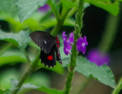 Parides erithalion