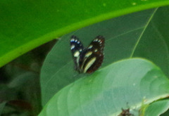 Heliconius atthis