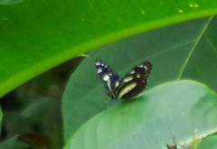 Heliconius atthis