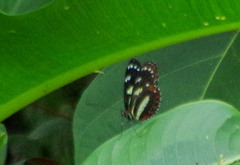 Heliconius atthis