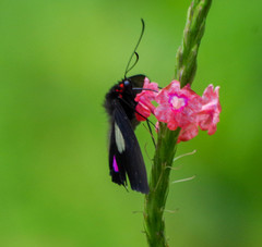 Parides erithalion