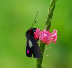 Parides erithalion