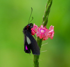 Parides erithalion