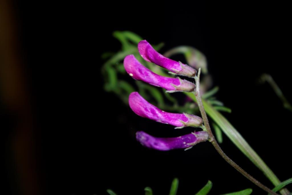 Oneflower vetch