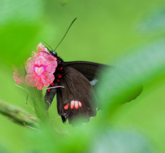 Parides erithalion
