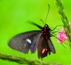 Parides erithalion