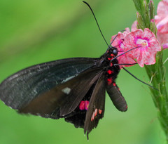 Parides erithalion