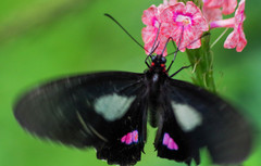 Parides erithalion