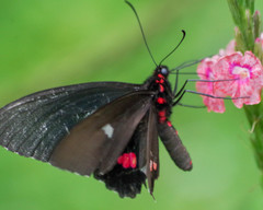 Parides erithalion