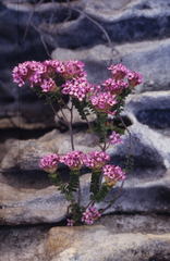 Sonderothamnus petraeus