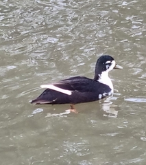 Anas platyrhynchos domesticus
