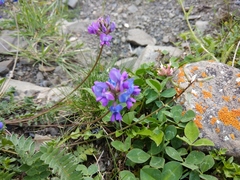 Oxytropis owerinii