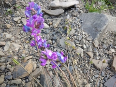 Oxytropis owerinii