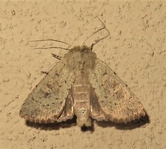 Cerastis punctosa