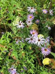 Symphyotrichum