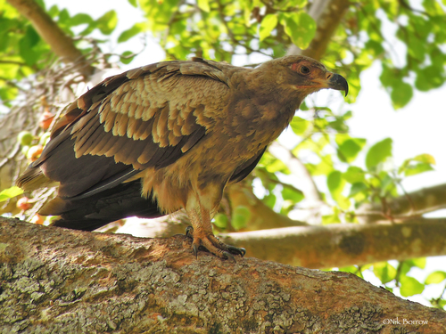 Palm-nut Vulture