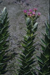 Senecio speciosissimus