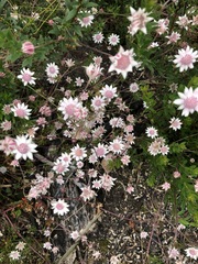Actinotus forsythii