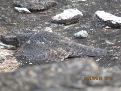 Caprimulgus tristigma